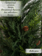 Миниатюра изображения товара Искусственное растение Merry Bear Home Decor Туя западная смарагд с шишками / A086093