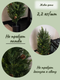 Миниатюра изображения товара Искусственное растение Merry Bear Home Decor Туя западная смарагд с шишками / A086093