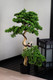 Миниатюра изображения товара Искусственное растение Merry Bear Home Decor Бонсай игольчатый большой в горшке / PC-037