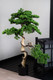 Миниатюра изображения товара Искусственное растение Merry Bear Home Decor Бонсай игольчатый большой в горшке / PC-037