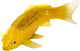 Миниатюра изображения товара Фигурка коллекционная Konik Карп кои - Кин Мацуба AMS3038