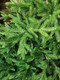 Миниатюра изображения товара Ель искусственная National Tree Company Авелина 180см / АВ-180