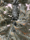 Миниатюра изображения товара Ель искусственная National Tree Company Форест 230см / ФОР/ГЛ-230 (голубой)