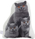 Миниатюра изображения товара Подушка декоративная Этель Cat family / 10864246